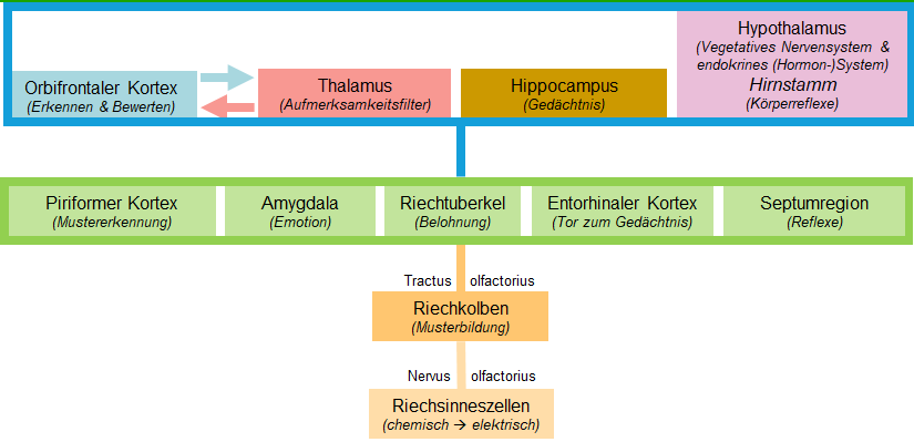 Diagramm zur Darstellung der Geruchsverarbeitung in den einzelnen Gehirnzentren.
